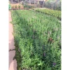 Cây Hoa Ngọc Hân Violet Nhật Cao 20-35cm Phát Triển Quanh Năm Giá 19.000Đ 9