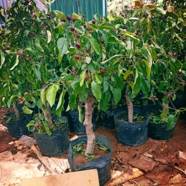Cây táo đỏ lùn F1 tặng kèm kích rễ và phân, giá ưu đãi 750.000đ (giá gốc 937.500đ) 2