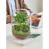 Cây Tiểu Diệp Xích Nam trong Terarium thủy tinh - Giảm giá còn 60000đ 3