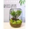 Cây Tiểu Diệp Xích Nam trong Terarium thủy tinh - Giảm giá còn 60000đ 4