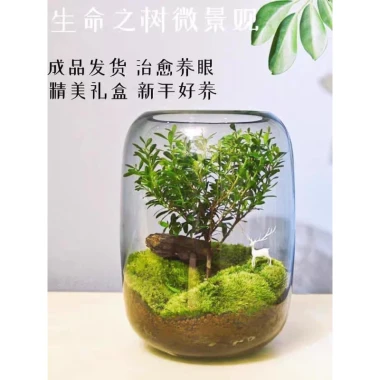 Cây Tiểu Diệp Xích Nam trong Terarium thủy tinh - Giảm giá còn 60000đ 4 Cây Tiểu Diệp Xích Nam trong Terarium thủy tinh - Giảm giá còn 60000đ 4