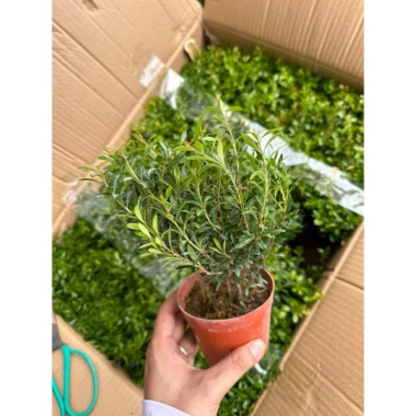 Cây Tiểu Diệp Xích Nam trong Terarium thủy tinh - Giảm giá còn 60000đ 5 Cây Tiểu Diệp Xích Nam trong Terarium thủy tinh - Giảm giá còn 60000đ 5
