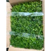 Cây Tiểu Diệp Xích Nam trong Terarium thủy tinh - Giảm giá còn 60000đ 6