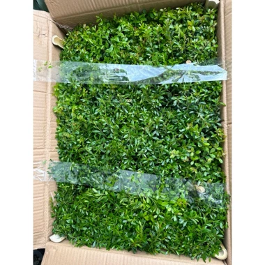 Cây Tiểu Diệp Xích Nam trong Terarium thủy tinh - Giảm giá còn 60000đ 6 Cây Tiểu Diệp Xích Nam trong Terarium thủy tinh - Giảm giá còn 60000đ 6