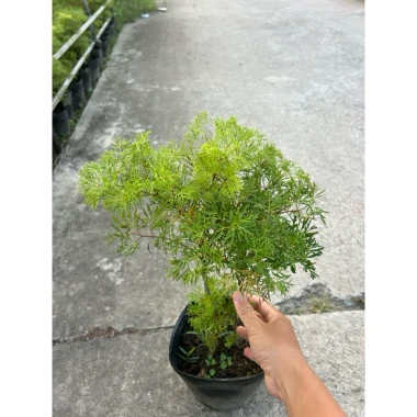 Chậu cây Đinh lăng lá nhỏ - Cây cảnh trong nhà, giá chỉ 35k giảm từ 43.75k 2 Chậu cây Đinh lăng lá nhỏ - Cây cảnh trong nhà, giá chỉ 35k giảm từ 43.75k 2