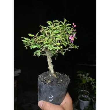 Chậu Cây Hồng Ngọc Mai Mini Siêng Hoa Dễ Đậu Trái - Giá Siêu Ưu Đãi 54.000đ 2