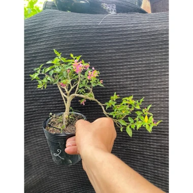 Chậu Cây Hồng Ngọc Mai Mini Siêng Hoa Dễ Đậu Trái - Giá Siêu Ưu Đãi 54.000đ 4