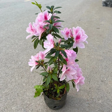 Chậu Hoa Đỗ Quyên Sân Vườn 30cm - Trang Trí Ban Công Giá Rẻ 10000đ 2 Chậu Hoa Đỗ Quyên Sân Vườn 30cm - Trang Trí Ban Công Giá Rẻ 10000đ 2