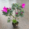 Chậu Hoa Đỗ Quyên Sân Vườn 30cm - Trang Trí Ban Công Giá Rẻ 10000đ 3