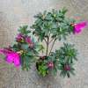 Chậu Hoa Đỗ Quyên Sân Vườn 30cm - Trang Trí Ban Công Giá Rẻ 10000đ 4