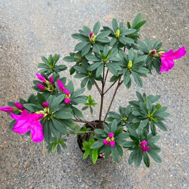 Chậu Hoa Đỗ Quyên Sân Vườn 30cm - Trang Trí Ban Công Giá Rẻ 10000đ 4 Chậu Hoa Đỗ Quyên Sân Vườn 30cm - Trang Trí Ban Công Giá Rẻ 10000đ 4