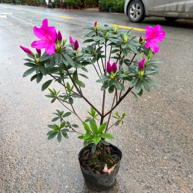 Chậu Hoa Đỗ Quyên Sân Vườn 30cm - Trang Trí Ban Công Giá Rẻ 10000đ 5 Chậu Hoa Đỗ Quyên Sân Vườn 30cm - Trang Trí Ban Công Giá Rẻ 10000đ 5