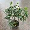 Chậu Hoa Đỗ Quyên Sân Vườn 30cm - Trang Trí Ban Công Giá Rẻ 10000đ 6