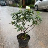 Chậu Hoa Đỗ Quyên Sân Vườn 30cm - Trang Trí Ban Công Giá Rẻ 10000đ 7