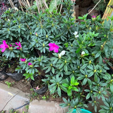 Chậu Hoa Đỗ Quyên Sân Vườn 30cm - Trang Trí Ban Công Giá Rẻ 10000đ 9 Chậu Hoa Đỗ Quyên Sân Vườn 30cm - Trang Trí Ban Công Giá Rẻ 10000đ 9