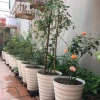 Chậu Tròn Màu Trắng 32cm - Giá Siêu Khuyến Mãi Chỉ 30k Thay 38400 VND 3