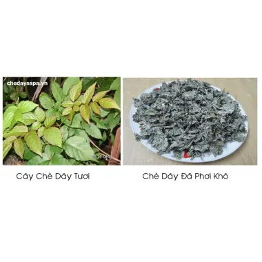 Chè dây Sapa 1kg hỗ trợ dạ dày - Thảo Dược Việt - Giảm 18% còn 72000đ 5