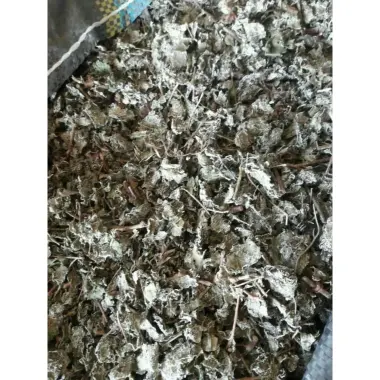 Chè Dây Sapa Nguyên Chất Điều Trị Đau Dạ Dày, Diệt Virus HP - Giảm Đau Bao Tử Hiệu Quả 1kg 9