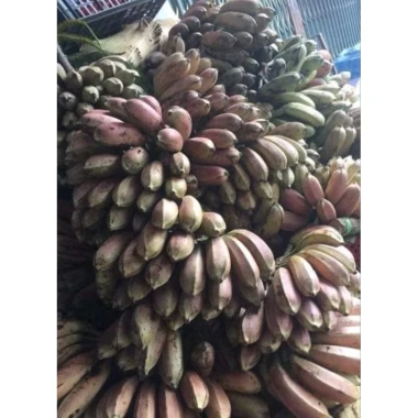 Chuối Hột Rừng Phơi Khô Ngâm Rượu Tốt - 1Kg Chuối Hột Loại Đẹp Giá Tốt 39000đ 9