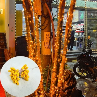 Combo LED F5 12V Chống Nước Ngoài Trời - Trang Trí Cây, Biển Quảng Cáo, Giá Ưu Đãi 240k 4