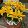 Củ ly lùn Hà Lan đa màu siêu đẹp - Giá chỉ 4500đ, tiết kiệm ngay! 3