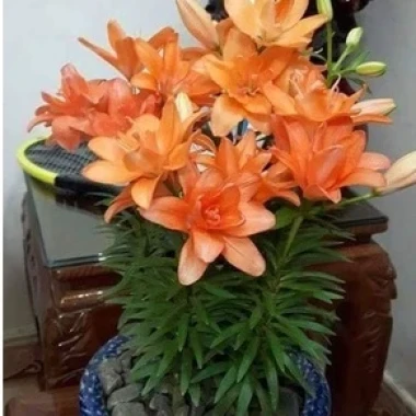 Củ ly lùn Hà Lan đa màu siêu đẹp - Giá chỉ 4500đ, tiết kiệm ngay! 5 Củ ly lùn Hà Lan đa màu siêu đẹp - Giá chỉ 4500đ, tiết kiệm ngay! 5
