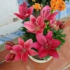 Củ ly lùn Hà Lan đa màu siêu đẹp - Giá chỉ 4500đ, tiết kiệm ngay! 6