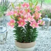 Củ ly lùn Hà Lan đa màu siêu đẹp - Giá chỉ 4500đ, tiết kiệm ngay! 9