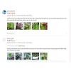 Củ ly lùn Hà Lan đa màu siêu đẹp - Giá chỉ 4500đ, tiết kiệm ngay! 10