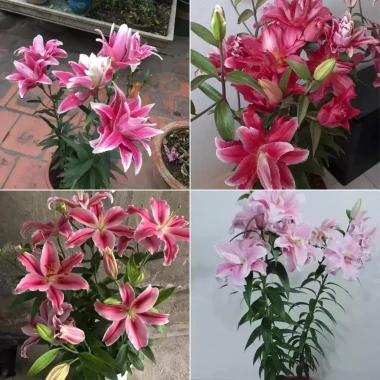 Củ ly lùn Hà Lan đa màu siêu đẹp - Giá chỉ 4500đ, tiết kiệm ngay! 11 Củ ly lùn Hà Lan đa màu siêu đẹp - Giá chỉ 4500đ, tiết kiệm ngay! 11