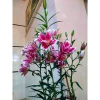 Củ ly lùn Hà Lan đa màu siêu đẹp - Giá chỉ 4500đ, tiết kiệm ngay! 12