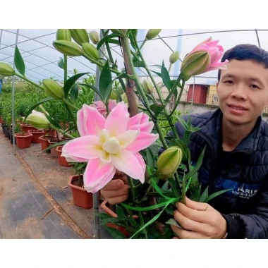 Củ ly lùn Hà Lan đa màu siêu đẹp - Giá chỉ 4500đ, tiết kiệm ngay! 15 Củ ly lùn Hà Lan đa màu siêu đẹp - Giá chỉ 4500đ, tiết kiệm ngay! 15
