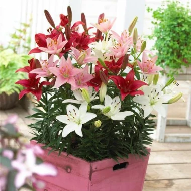 Củ ly lùn Hà Lan đa màu siêu đẹp - Giá chỉ 4500đ, tiết kiệm ngay! 18 Củ ly lùn Hà Lan đa màu siêu đẹp - Giá chỉ 4500đ, tiết kiệm ngay! 18