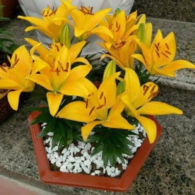Củ ly lùn Hà Lan đa màu siêu đẹp - Giá chỉ 4500đ, tiết kiệm ngay! 20 Củ ly lùn Hà Lan đa màu siêu đẹp - Giá chỉ 4500đ, tiết kiệm ngay! 20