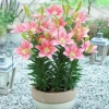 Củ ly lùn Hà Lan đa màu siêu đẹp - Giá chỉ 4500đ, tiết kiệm ngay! 21