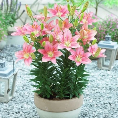 Củ ly lùn Hà Lan đa màu siêu đẹp - Giá chỉ 4500đ, tiết kiệm ngay! 21 Củ ly lùn Hà Lan đa màu siêu đẹp - Giá chỉ 4500đ, tiết kiệm ngay! 21