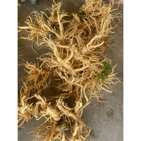 Hình ảnh sản phẩm Củ Rễ Đinh Lăng Nếp Lá Nhỏ Nam Định, Ngâm Rượu Ngon, Thơm Đậm, Củ Già 5-10 Năm