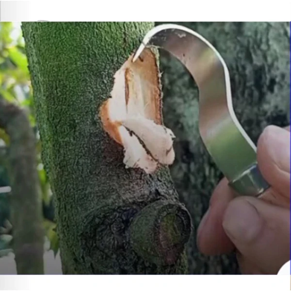 Hình ảnh sản phẩm Dao Cạo Xì Mủ Sầu Riêng Thép Trắng Không Rỉ - Gọt Vỏ Cây Ăn Trái Dễ Dàng 65k