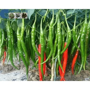 DAP ĐẦU TRÂU Chất Lượng Cao - Giá Chỉ 48.000Đ - Tiết Kiệm 13.040Đ 5