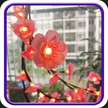 Đèn Led Hoa Đào Dán Tường 1m6 - 72 Bông Sáng 8 Chế Độ Giá Shock Chỉ 245k 5 Đèn Led Hoa Đào Dán Tường 1m6 - 72 Bông Sáng 8 Chế Độ Giá Shock Chỉ 245k 5