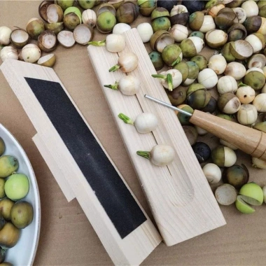 Dụng cụ bốc tách vỏ hạt sen, tách hạt macchiato tiện lợi - nhanh, sạch, giá 18.000 3
