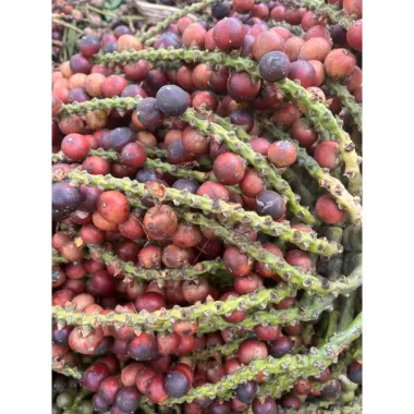 Đủng đỉnh phơi khô 1kg giá rẻ chỉ 120k - Món ăn vặt khô chất lượng cao cấp 3 Đủng đỉnh phơi khô 1kg giá rẻ chỉ 120k - Món ăn vặt khô chất lượng cao cấp 3