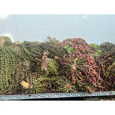 Đủng đỉnh phơi khô 1kg giá rẻ chỉ 120k - Món ăn vặt khô chất lượng cao cấp 5 Đủng đỉnh phơi khô 1kg giá rẻ chỉ 120k - Món ăn vặt khô chất lượng cao cấp 5