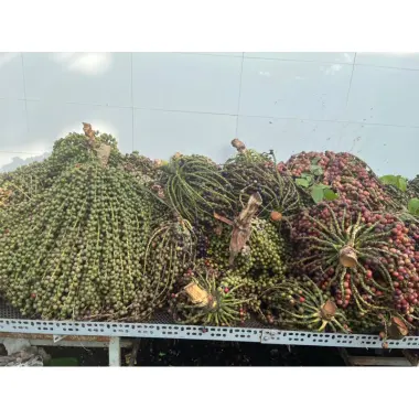 Đủng đỉnh phơi khô 1kg giá rẻ chỉ 120k - Món ăn vặt khô chất lượng cao cấp 6 Đủng đỉnh phơi khô 1kg giá rẻ chỉ 120k - Món ăn vặt khô chất lượng cao cấp 6