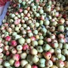 Giấm Táo Mèo Hữu Cơ Mù Cang - Giảm Cân Hiệu Quả, Tốt Cho Sức Khỏe chỉ 39500đ 6