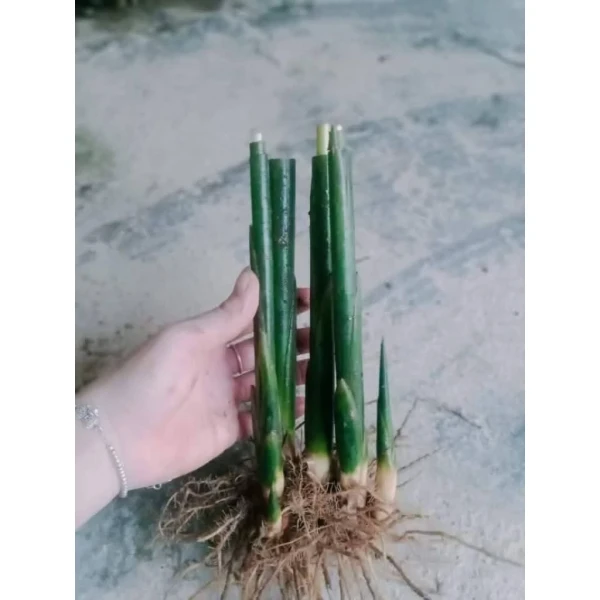 Hình ảnh sản phẩm Gốc 5-7 cây dong lá nếp xanh gói bánh chưng, trồng nhanh, không khô, giá ưu đãi 30.000