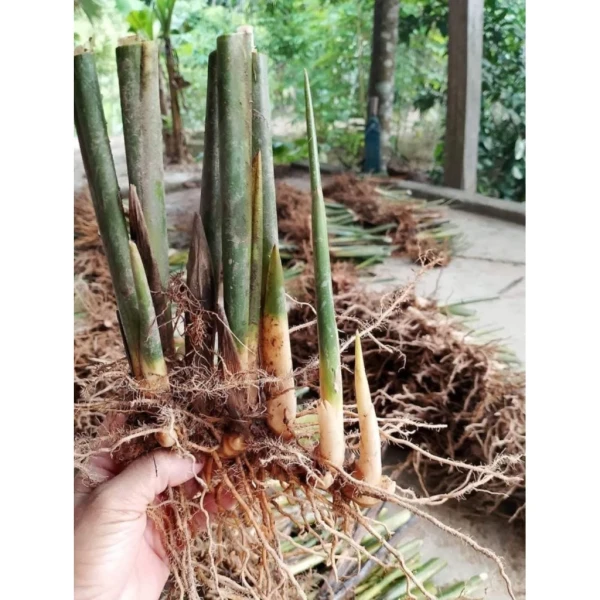 Hình ảnh sản phẩm Gốc 5-7 cây dong lá nếp xanh gói bánh chưng, trồng nhanh, không khô, giá ưu đãi 30.000
