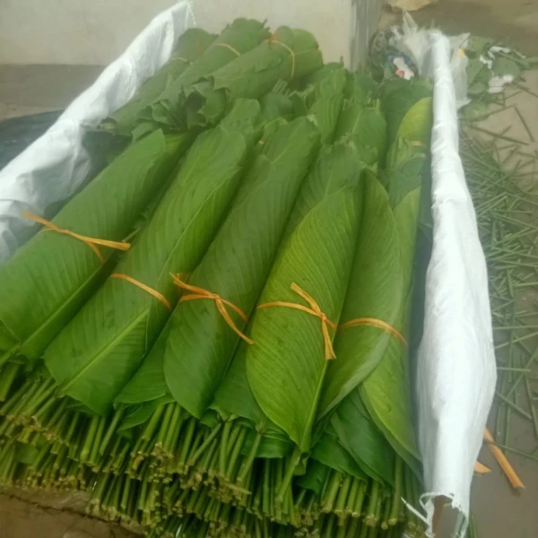 Cách trồng gốc dong lá nếp xanh nhanh và giữ tươi lâu cho mùa bánh chưng