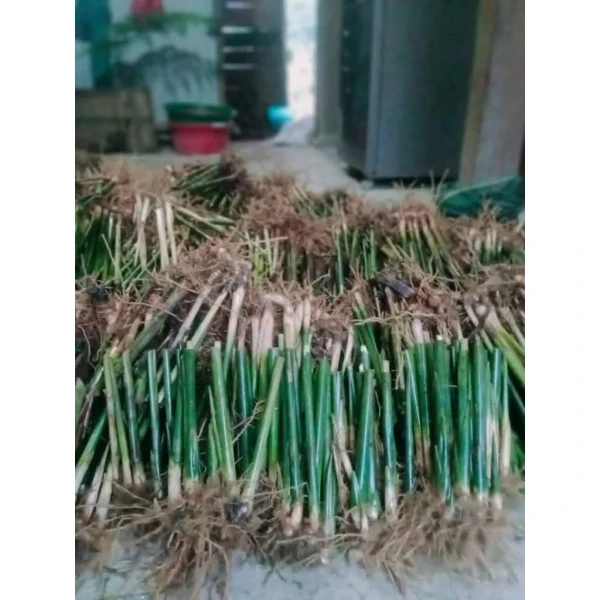 Hình ảnh sản phẩm Gốc 5-7 cây dong lá nếp xanh gói bánh chưng, trồng nhanh, không khô, giá ưu đãi 30.000