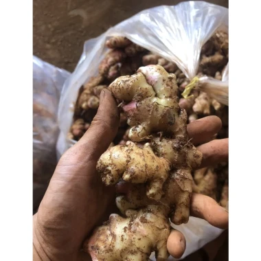 Gừng Ta Lòng Vàng Hà Giang 1KG - Nông Sản Sạch, Tươi Ngon, Giá Chỉ 48500đ 2